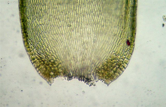 Muschi identificati con Dryades?